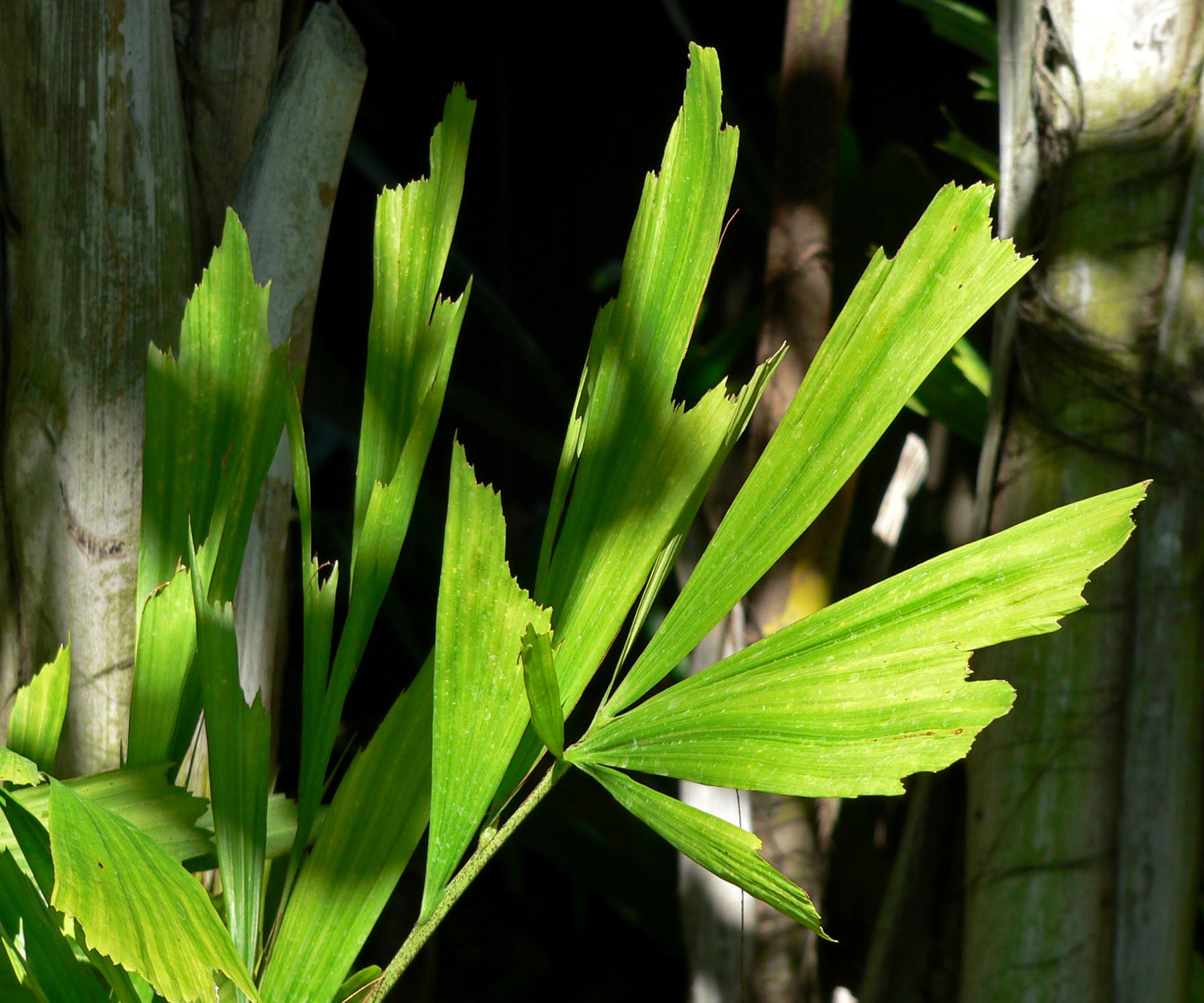 Fishtail Palm (Caryota mitis) plant