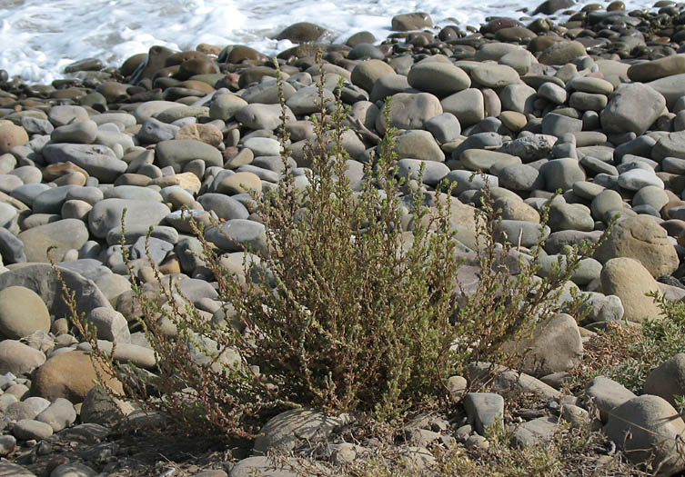 Five Hooked Bassia (Bassia hyssopifolia) plant