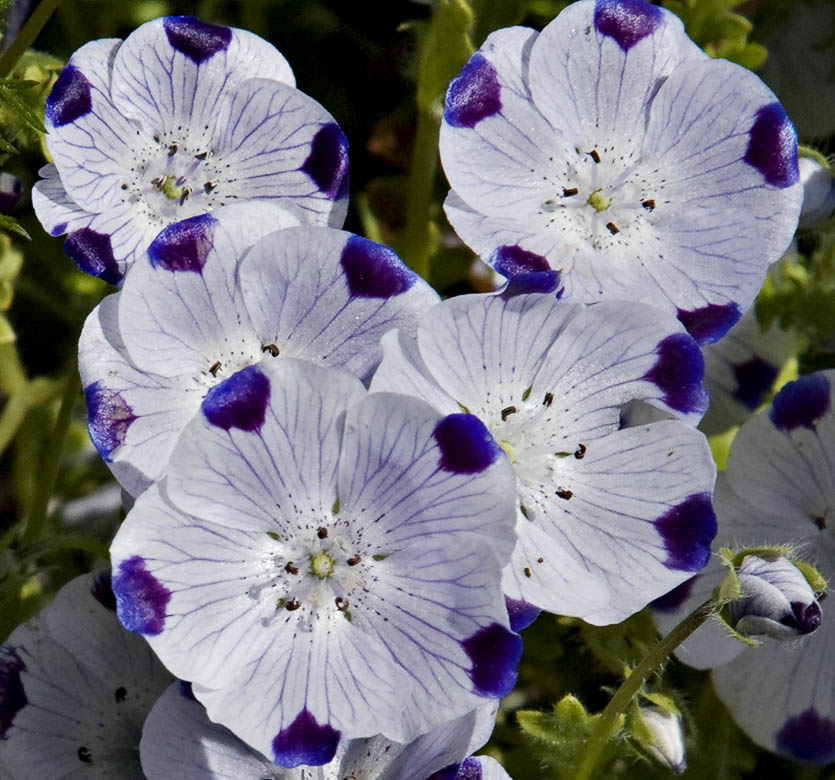 Five Spot (Nemophila maculata) plant