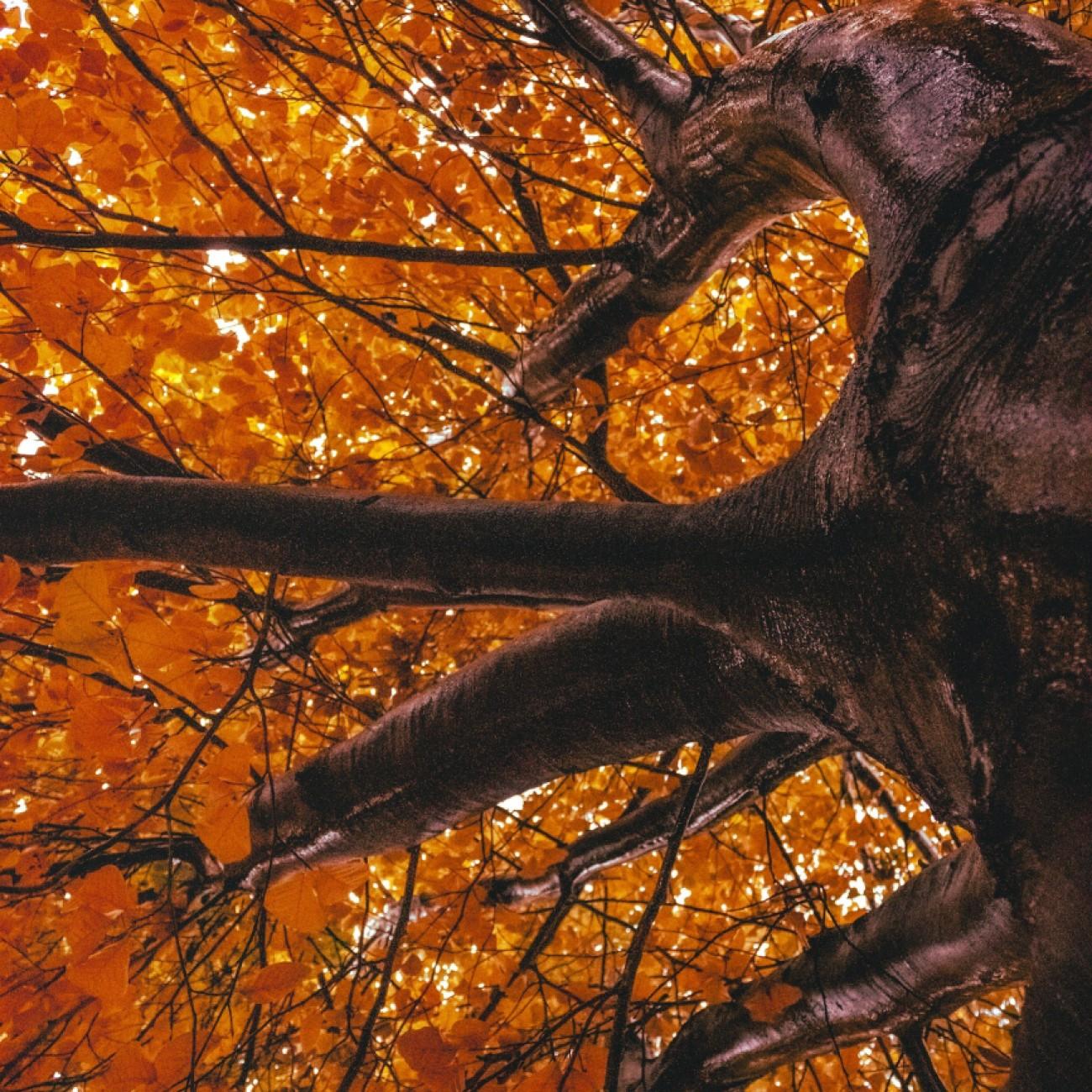Flame Amur Maple (Acer ginnala 'Flame') plant — close-up photo