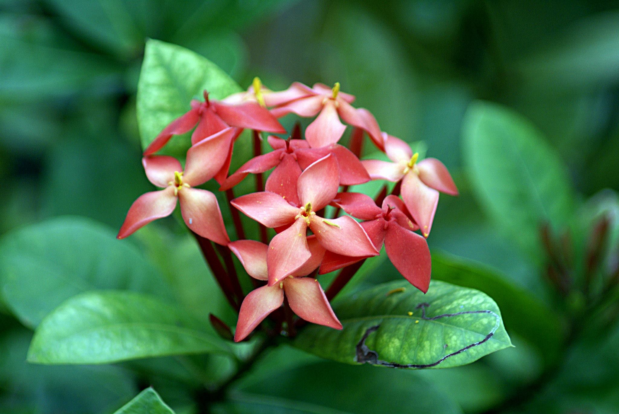 Flame Of The Woods (Ixora coccinea) plant