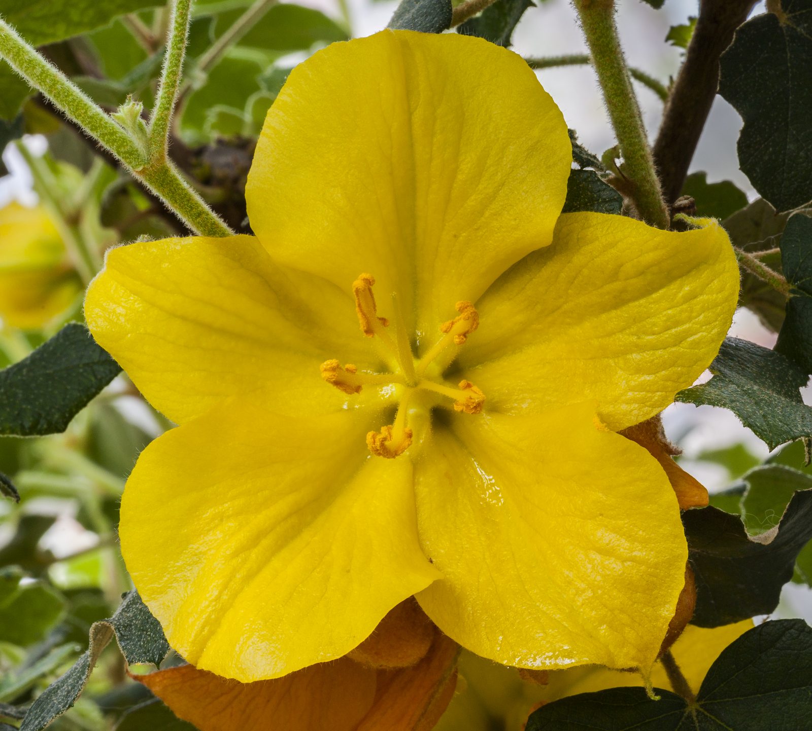 Flannel Bush (Fremontodendron californicum) plant