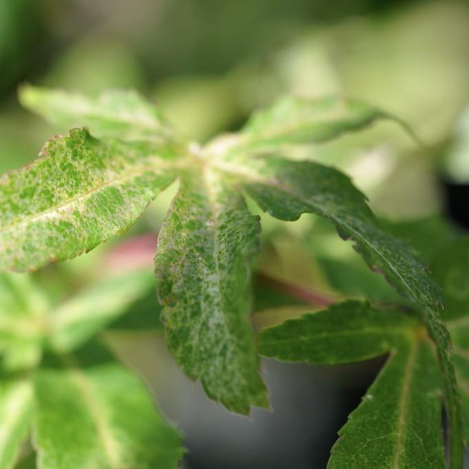 Floating Cloud Japanese Maple (Acer palmatum 'Ukigumo') plant — close-up photo