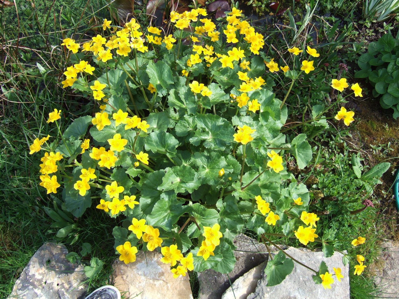 Floating Marsh Marigold (Caltha palustris var. radicans) plant