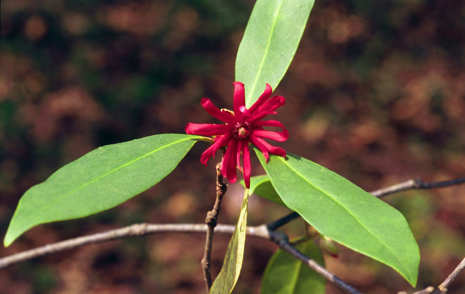 Florida Anise Tree (Illicium floridanum) plant