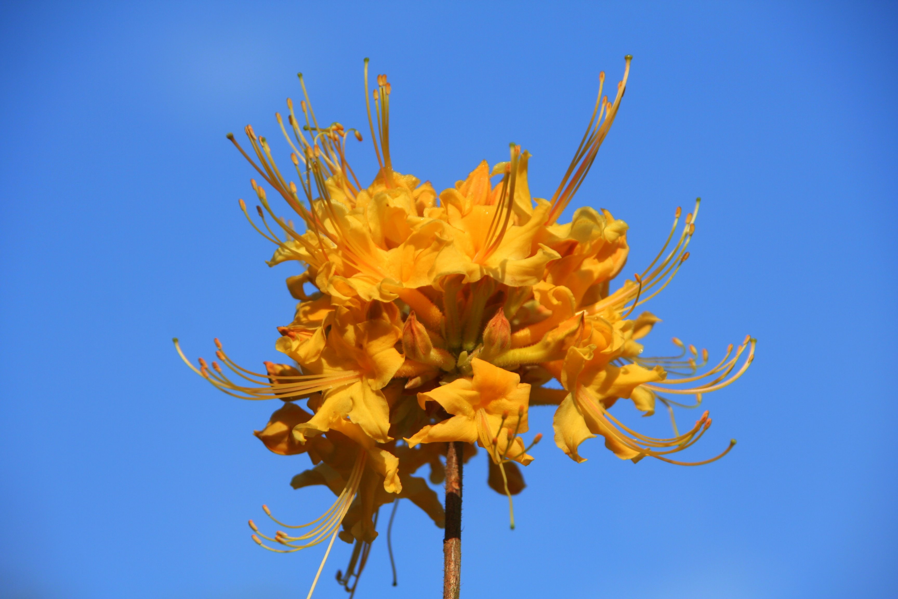 Florida Azalea (Rhododendron austrinum) plant