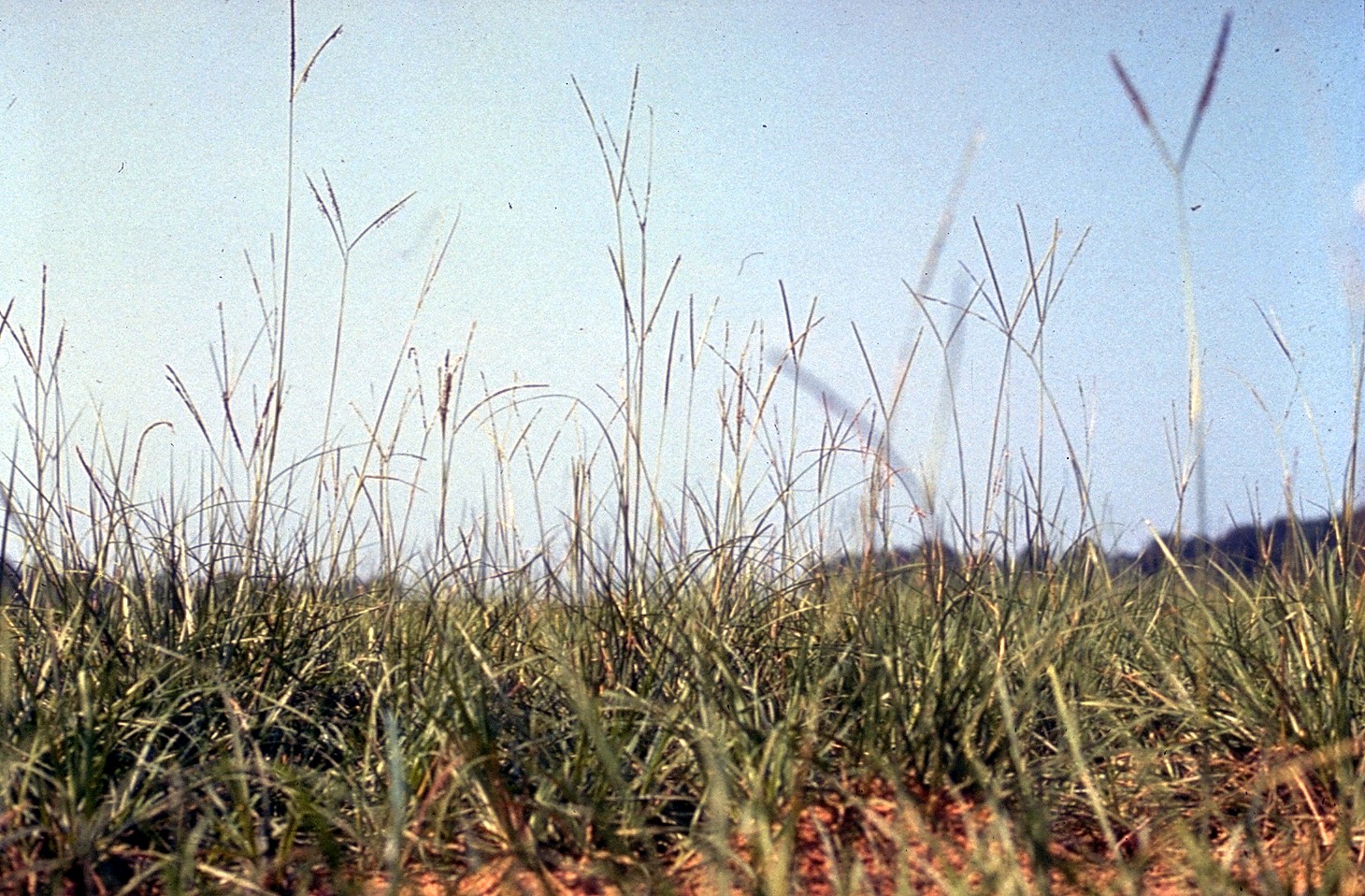 Florida Paspalum (Paspalum notatum var. saurae) plant