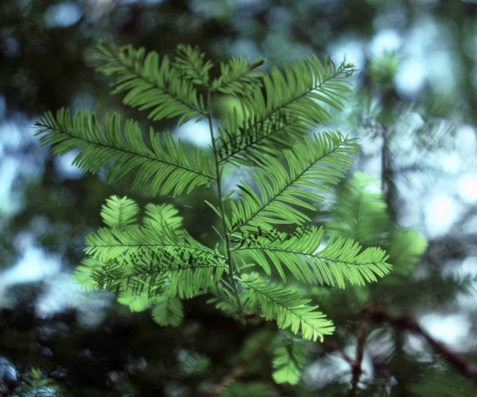 Florida Yew (Taxus floridana) plant