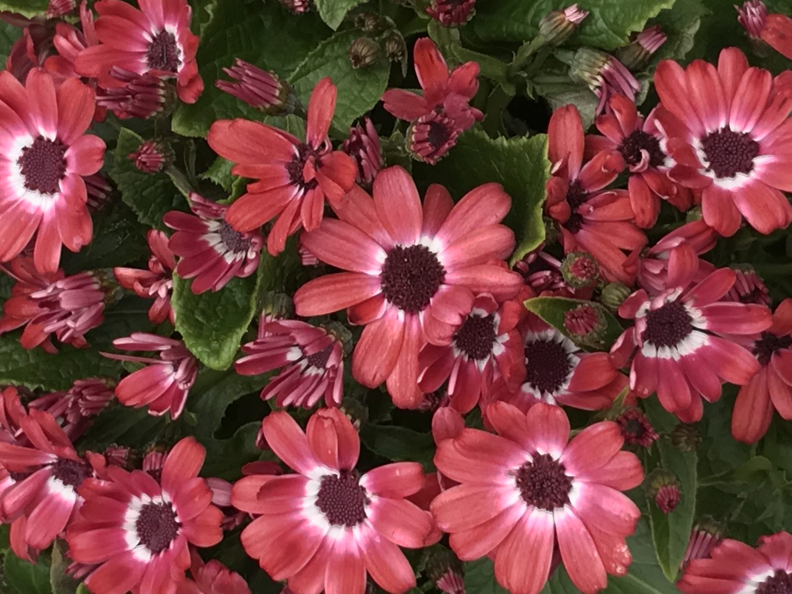 Florist's Cineraria (Pericallis × hybrida) plant