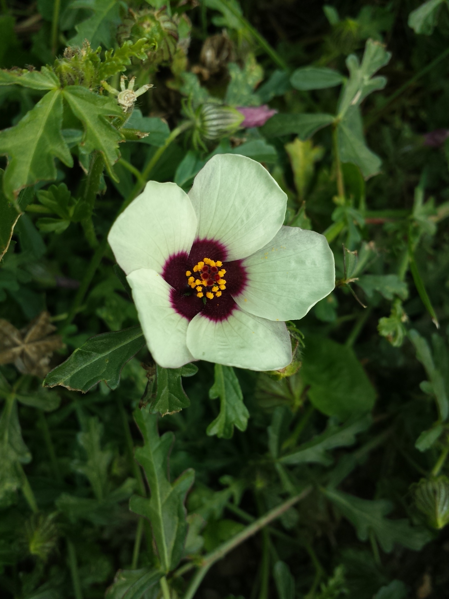 Flower Of An Hour (Hibiscus trionum) plant