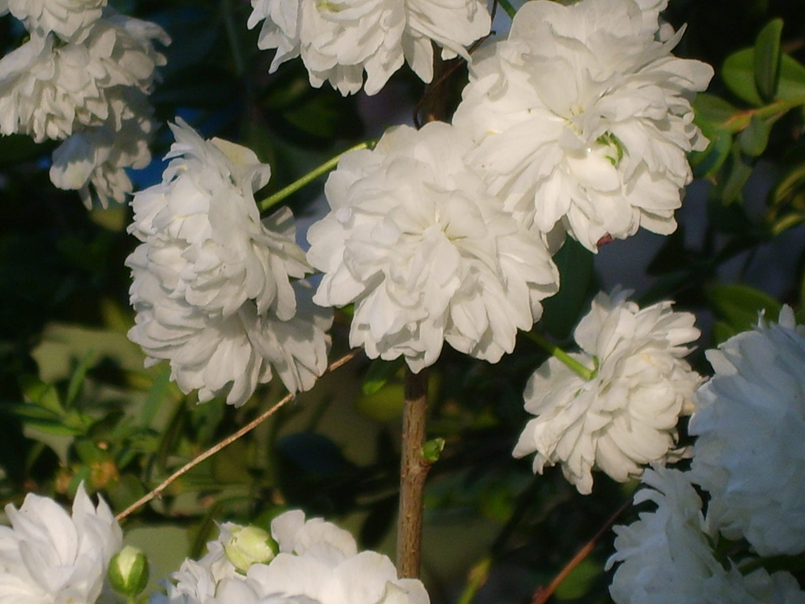 Flowering Almond (Prunus glandulosa) plant