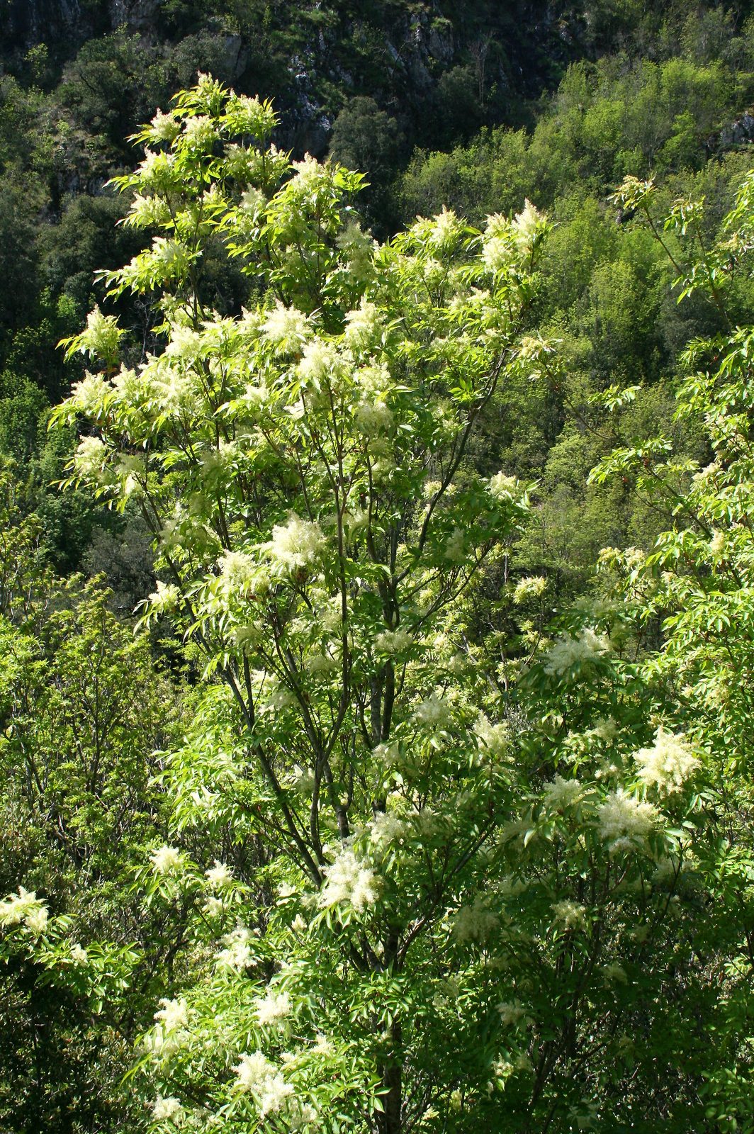 Flowering Ash (Fraxinus ornus) plant