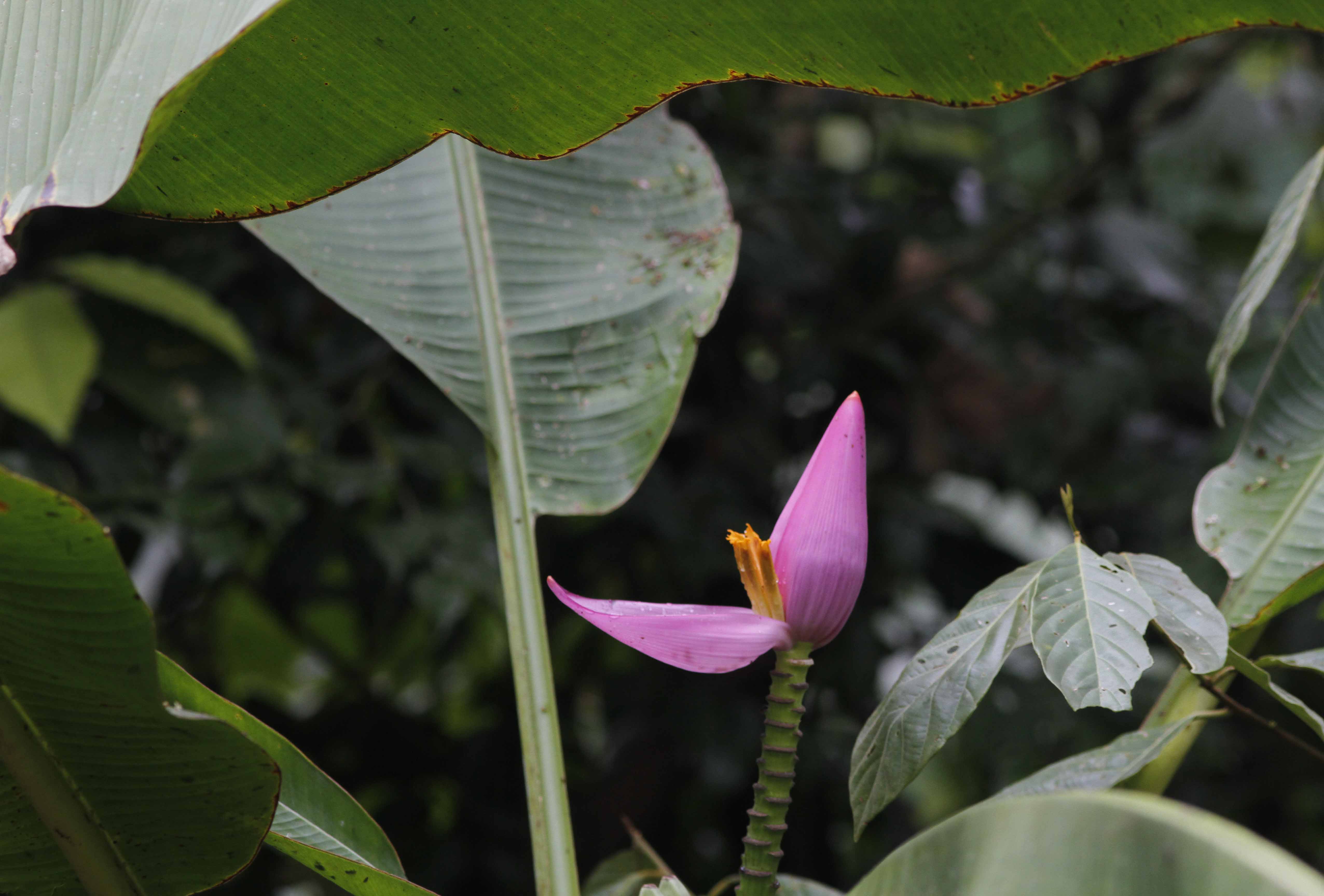 Flowering Banana (Musa ornata) plant