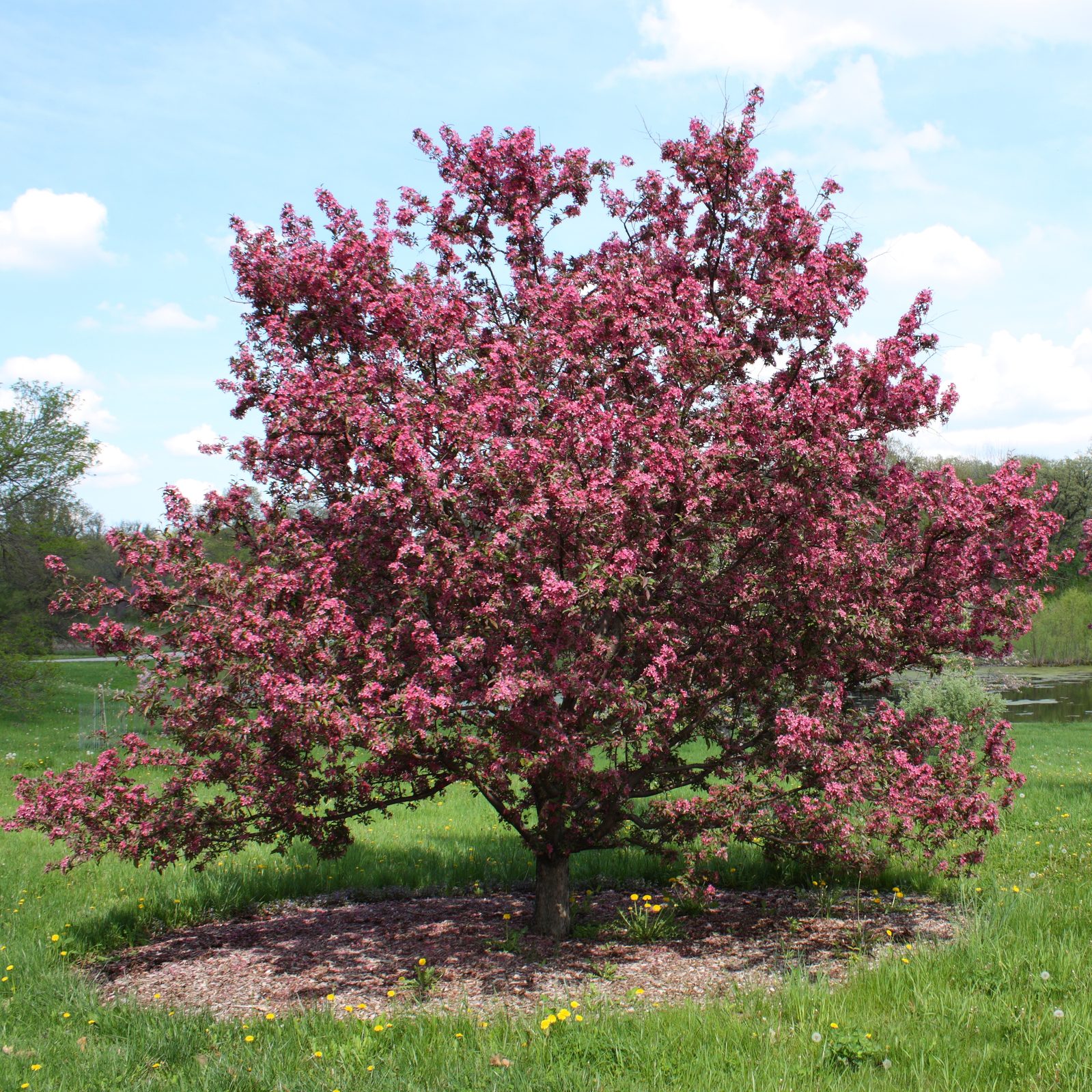 Flowering Crabapple (Malus spp. (ornamental cultivars)) plant
