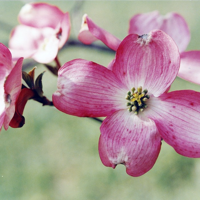 flowering dogwood (Cornus florida 'Comco No. 1' CHEROKEE BRAVE) plant — close-up photo
