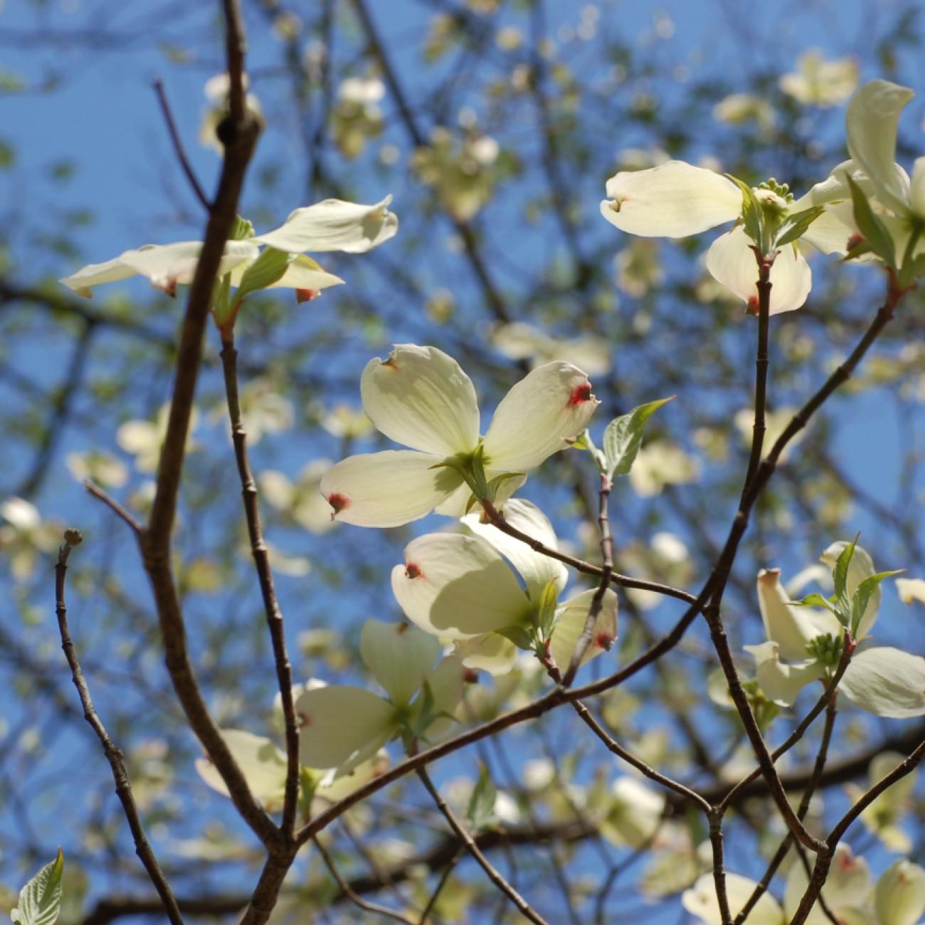 flowering dogwood (Cornus florida 'Ozark Spring') plant — close-up photo