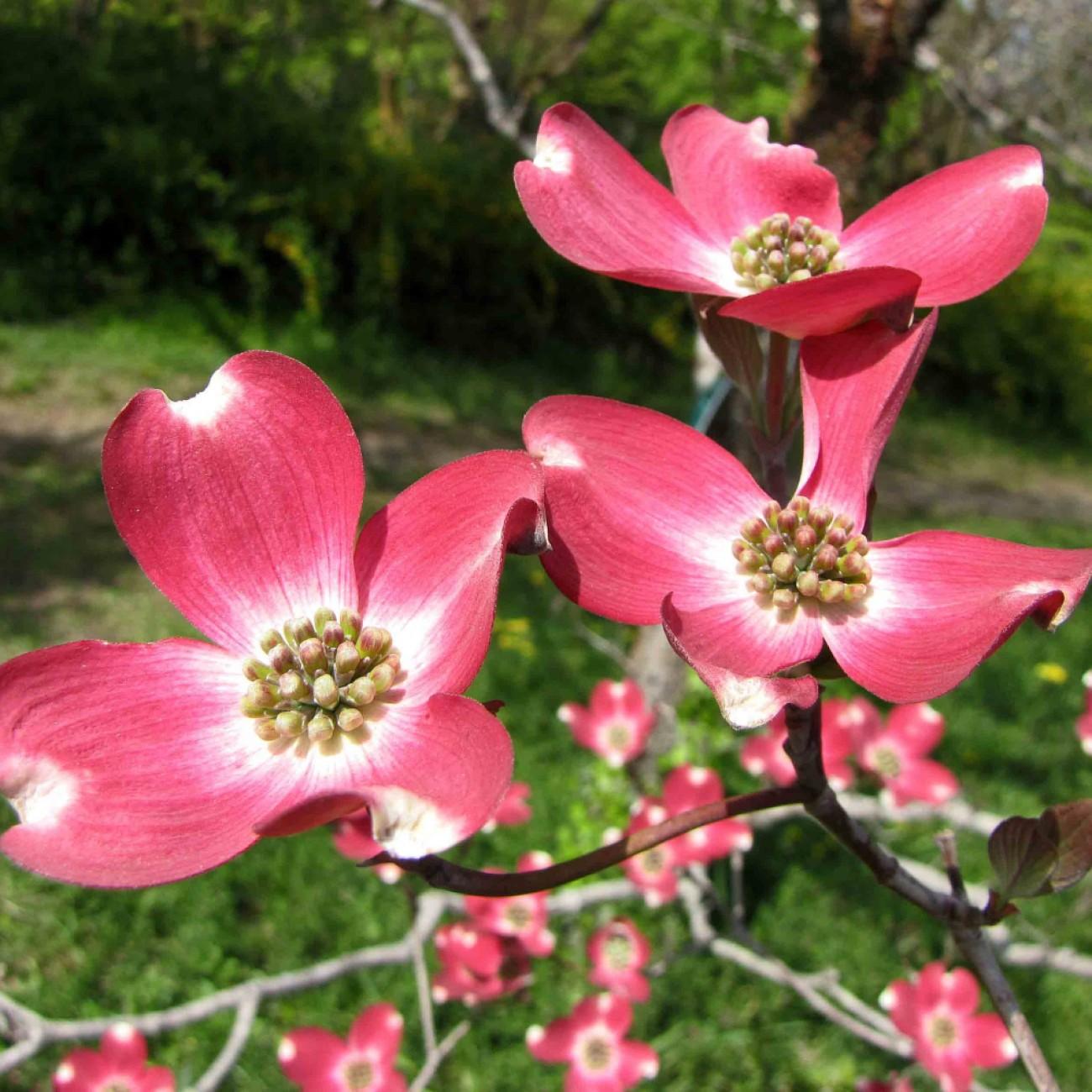 flowering dogwood (Cornus florida 'Red Pygmy') plant — close-up photo