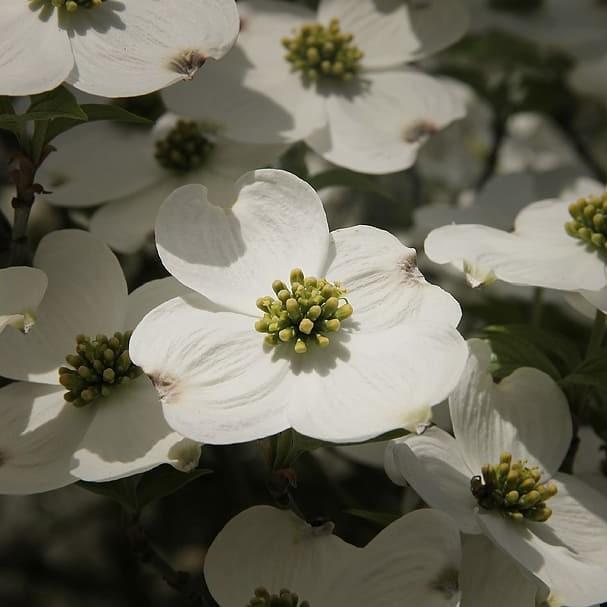 flowering dogwood (Cornus florida 'Appalachian Spring') plant — close-up photo