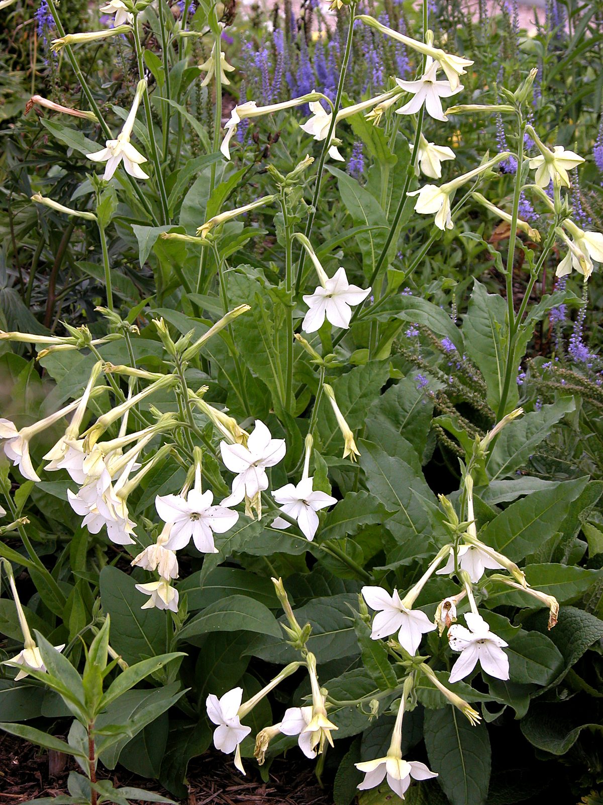 Flowering Tobacco (Nicotiana alata) plant