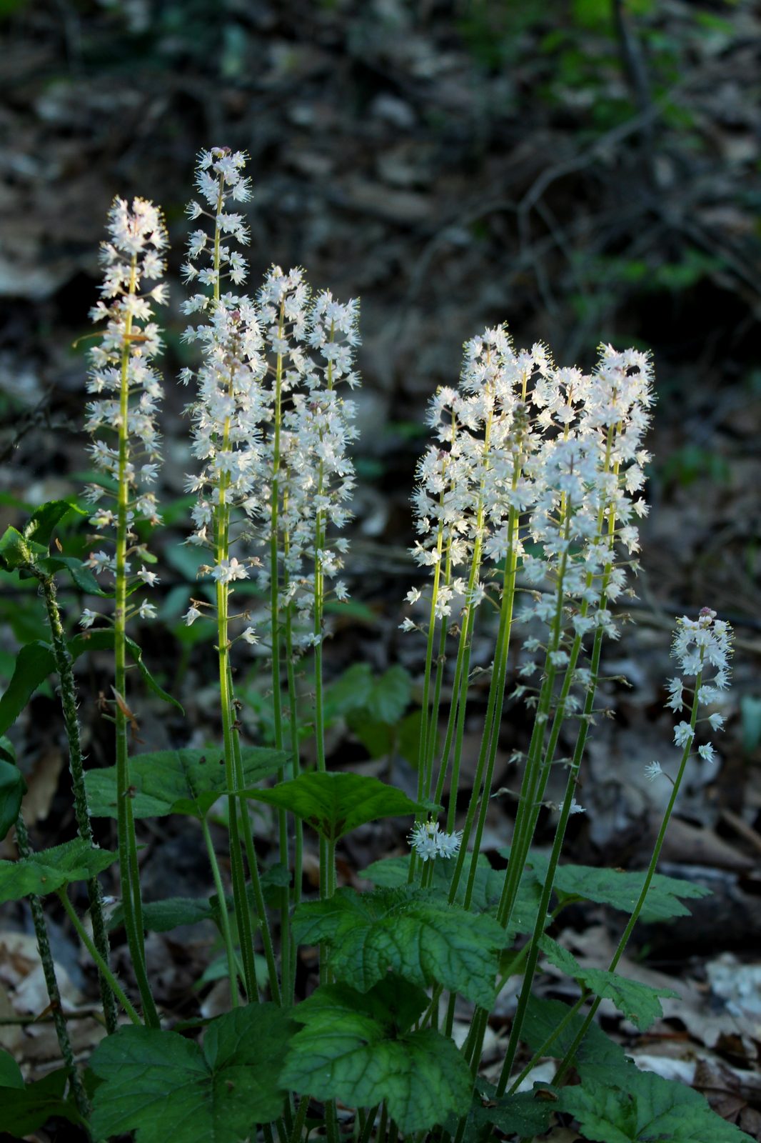Foam Flower (Tiarella cordifolia) plant