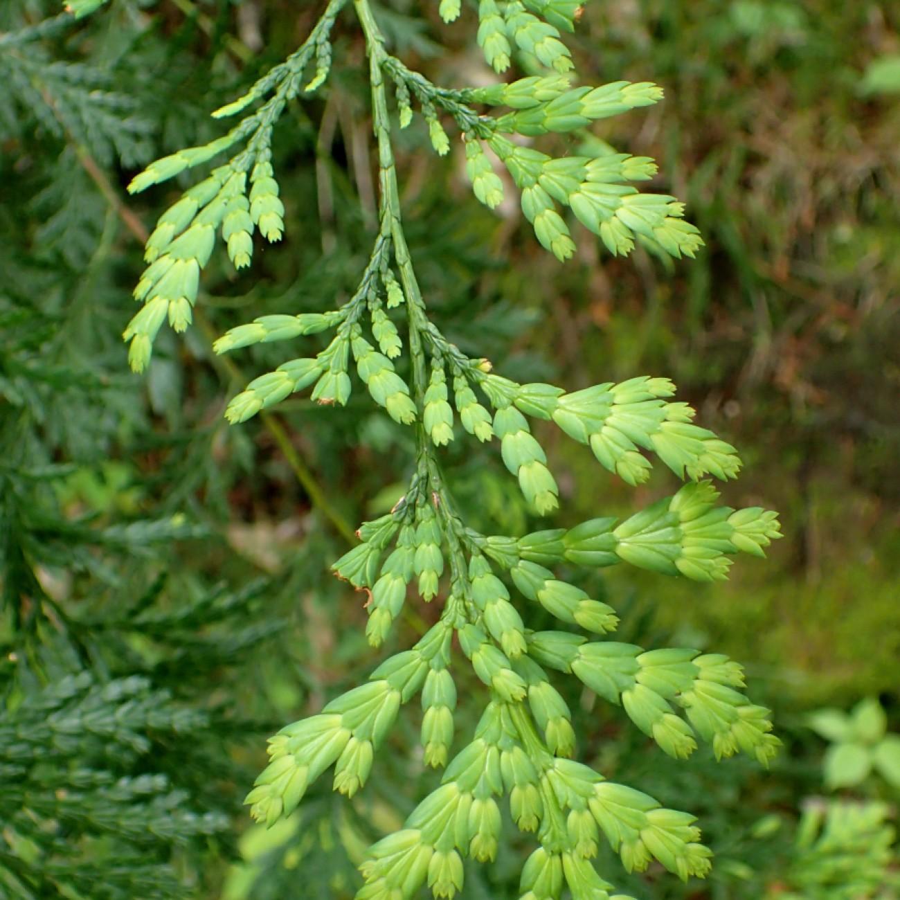 fokienia (Fokienia hodginsii) plant — close-up photo