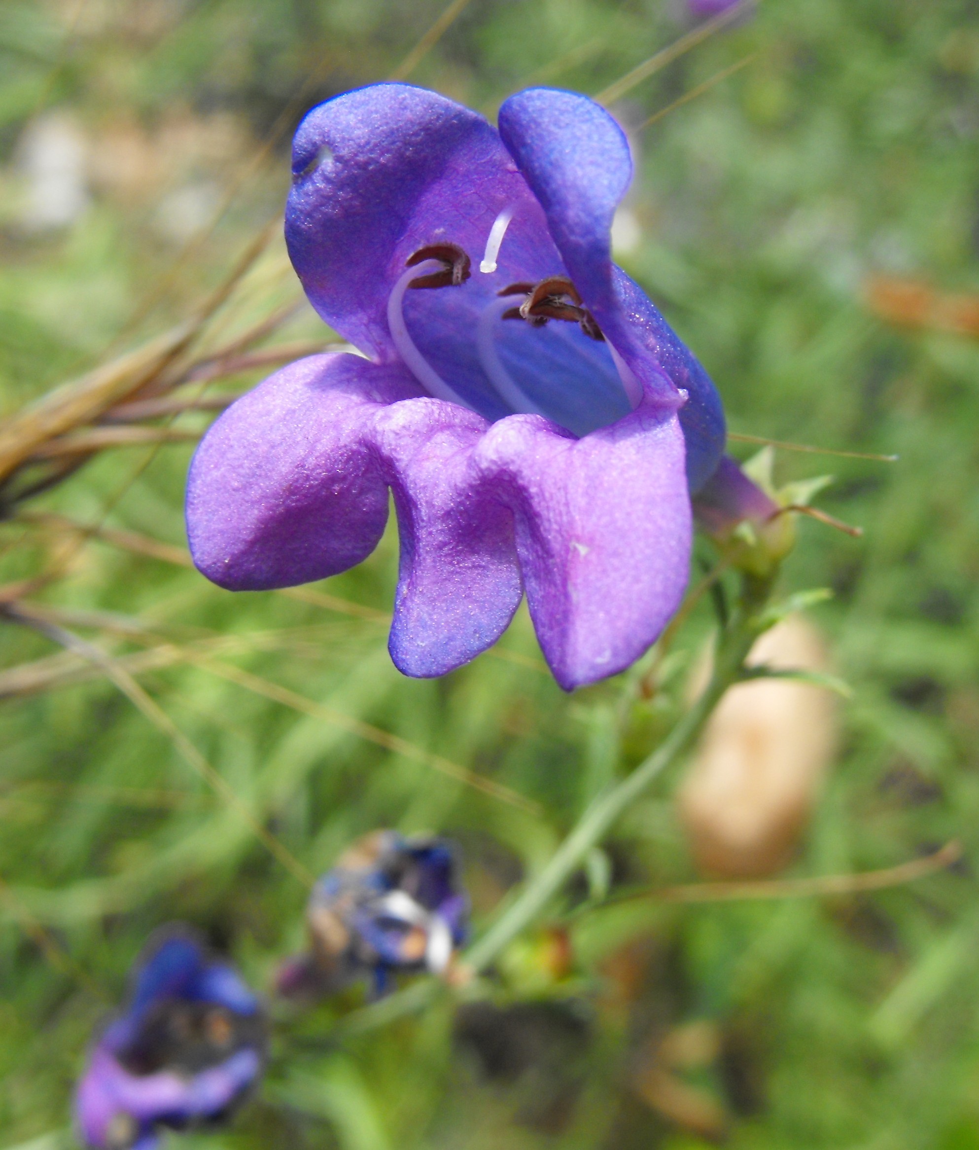 Foothill Penstemon (Penstemon heterophyllus) plant