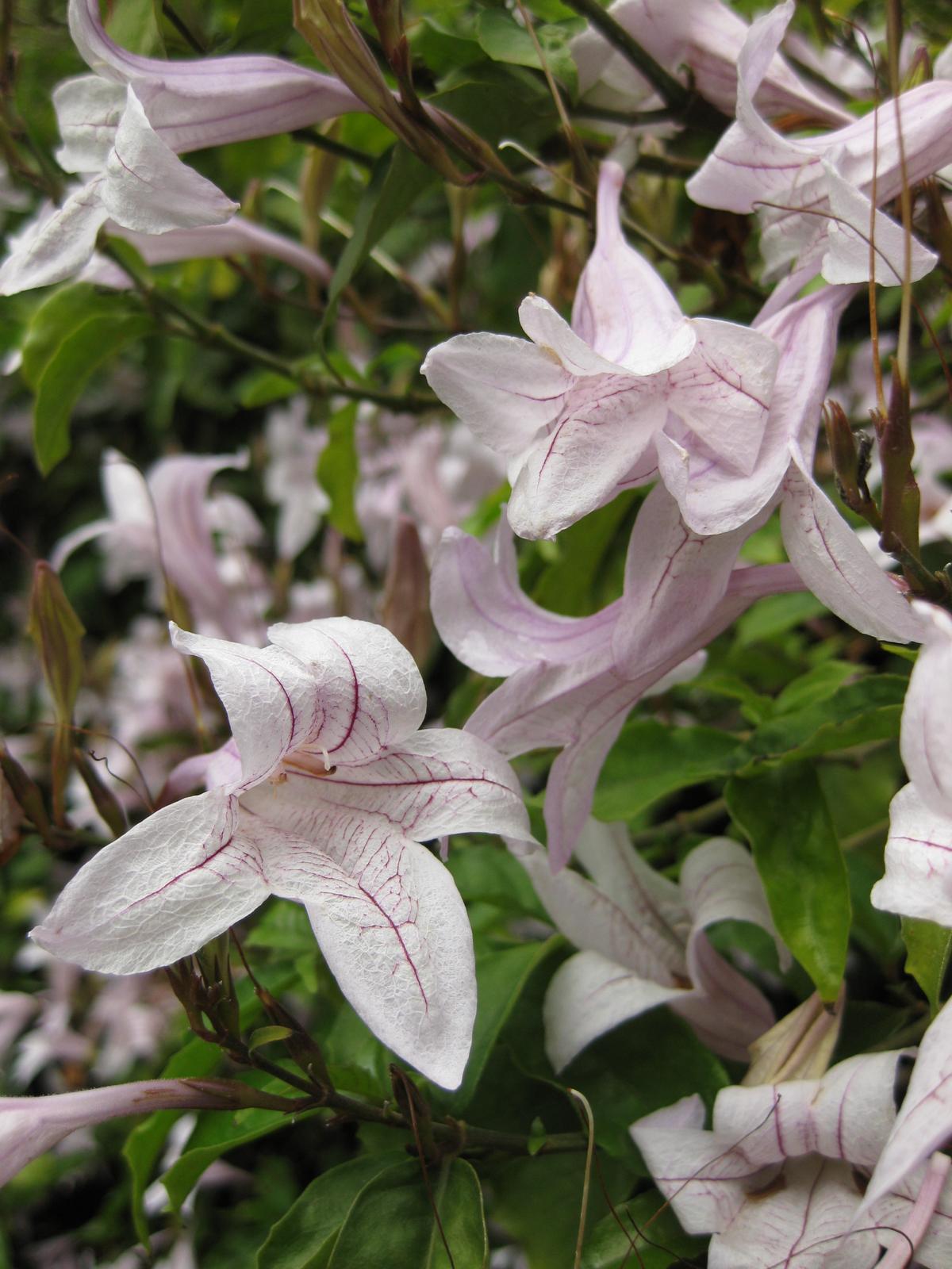 Forest Bell Bush (Mackaya bella) plant