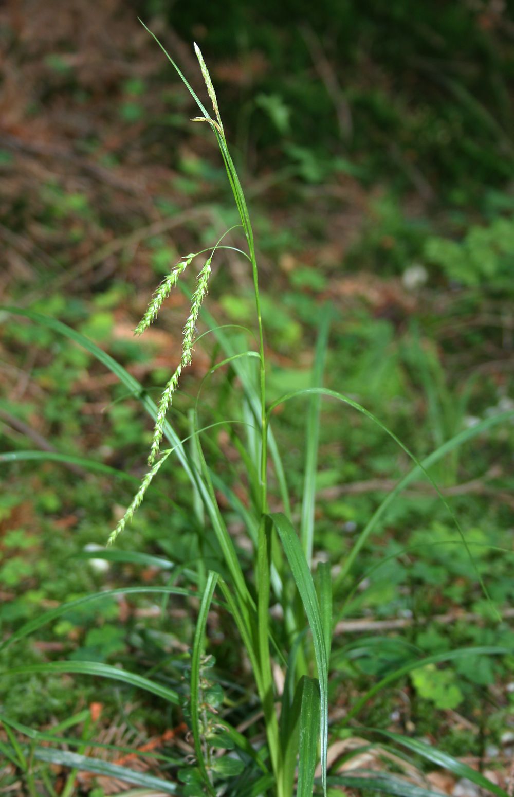 Forest Sedge (Carex sylvatica) plant