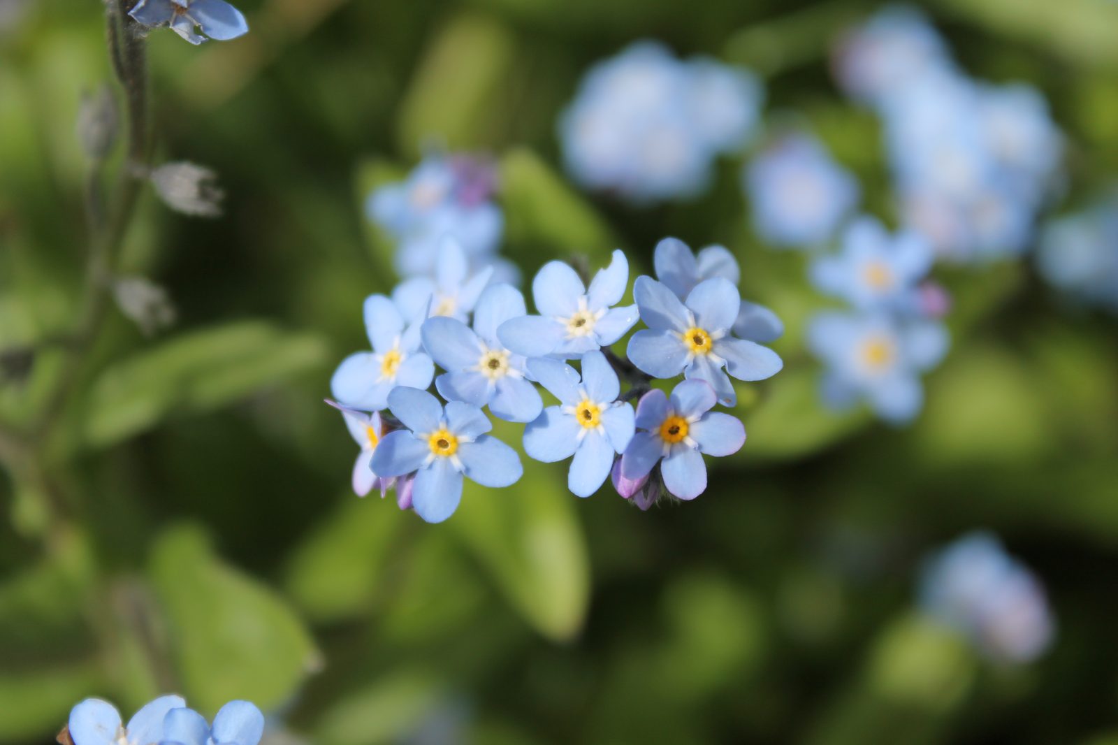Forget Me Not (Myosotis sylvatica) plant