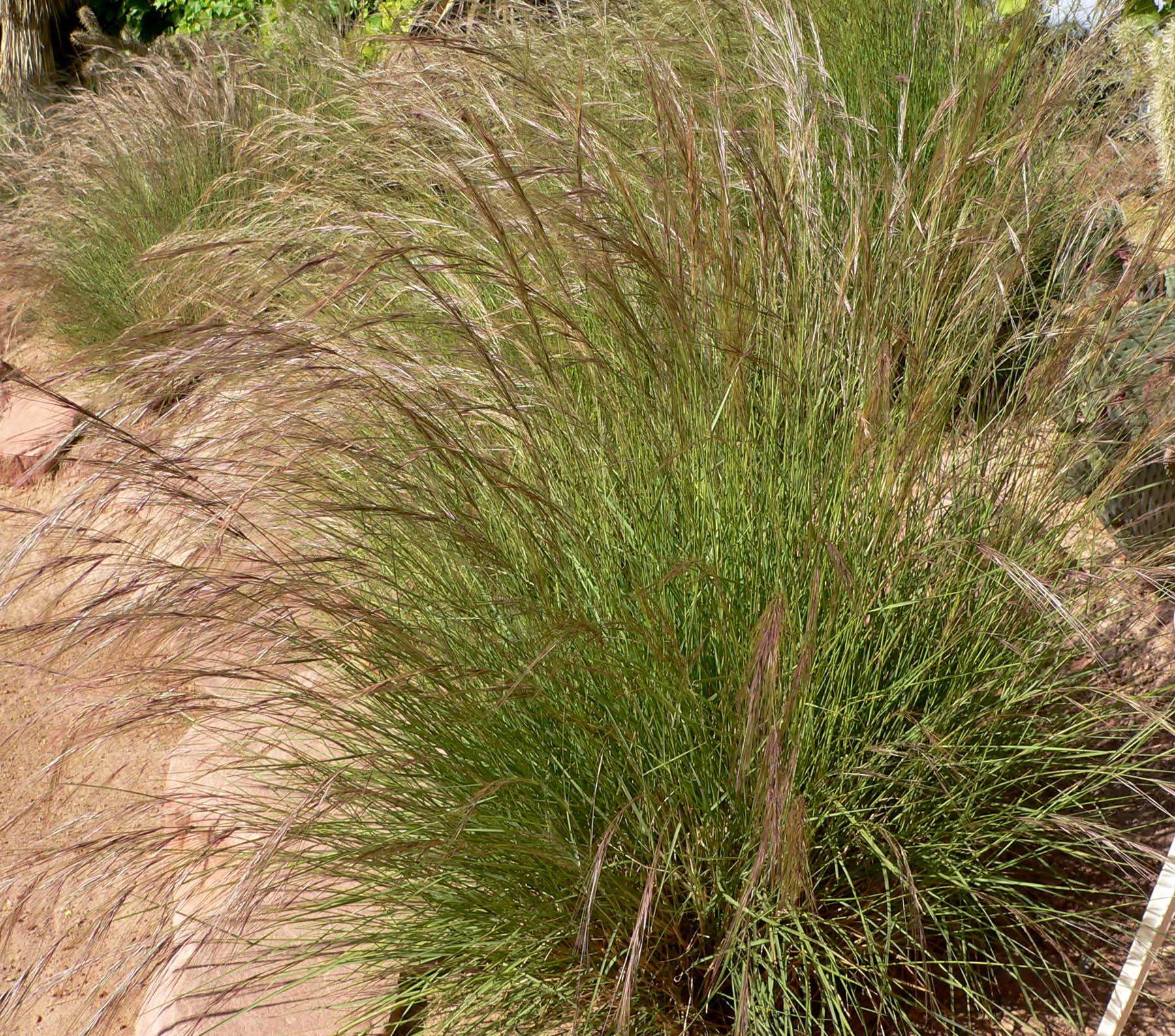 Forked Three Awned Grass (Aristida dichotoma) plant
