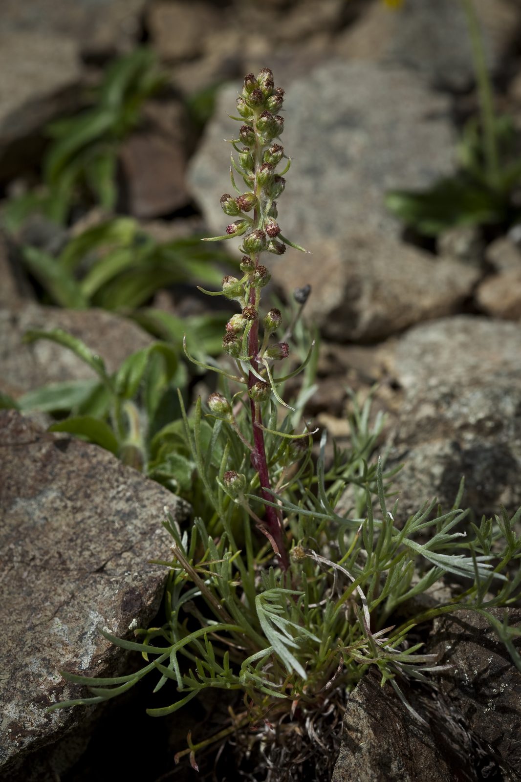 Forked Wormwood (Artemisia furcata) plant