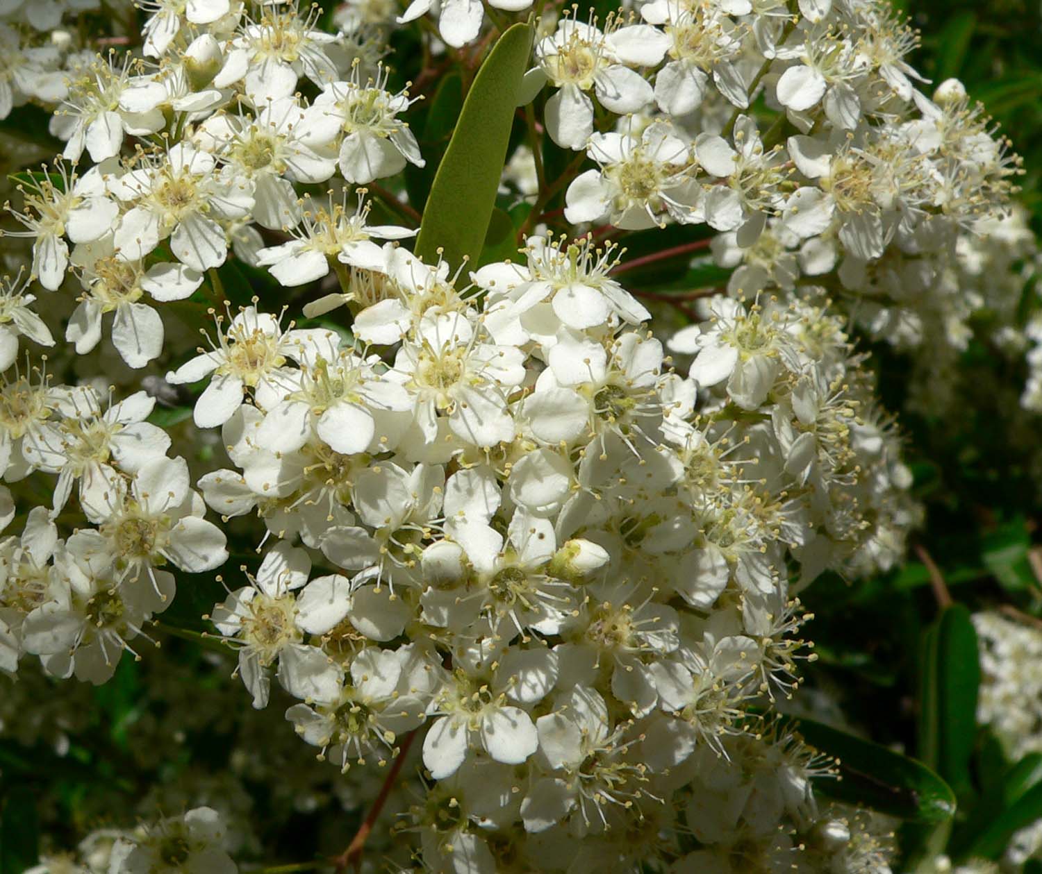 Formosa Firethorn (Pyracantha koidzumii) plant