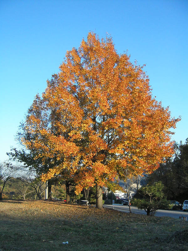 Formosan Gum (Liquidambar formosana) plant