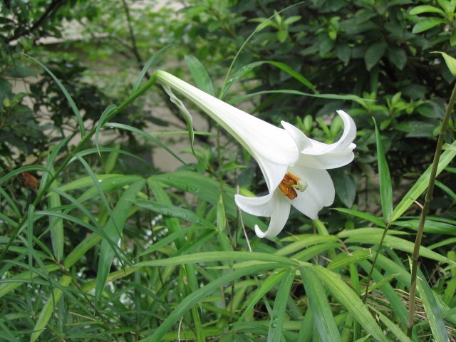Formosan Lily (Lilium formosanum) plant