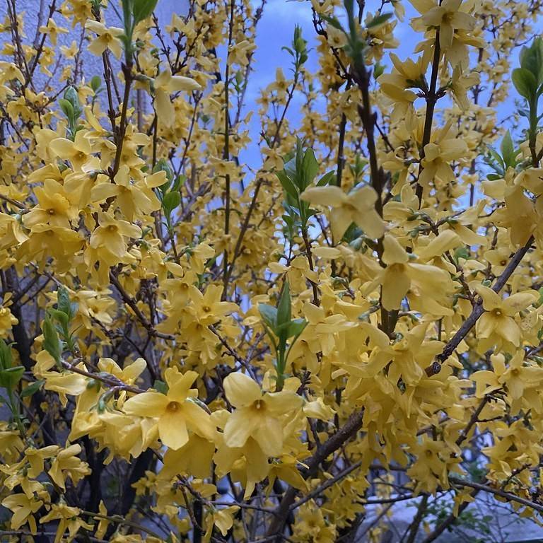 forsythia (Forsythia intermedia 'Gold Leaf') plant — close-up photo