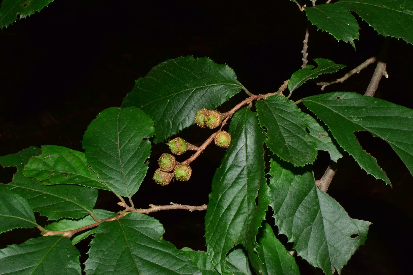 Fortunearia (Fortunearia sinensis) plant