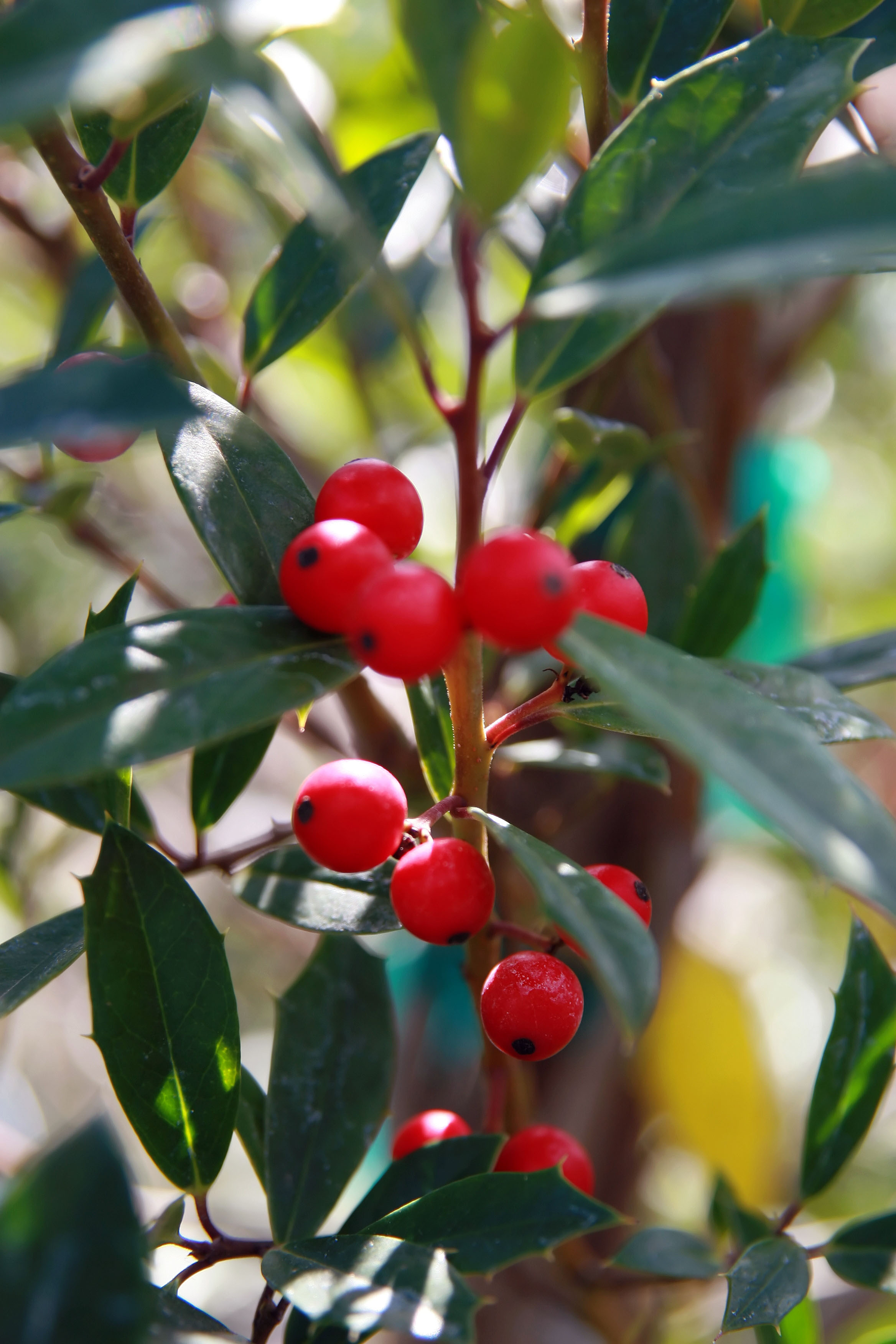 Foster Holly (Ilex × attenuata 'Fosteri') plant