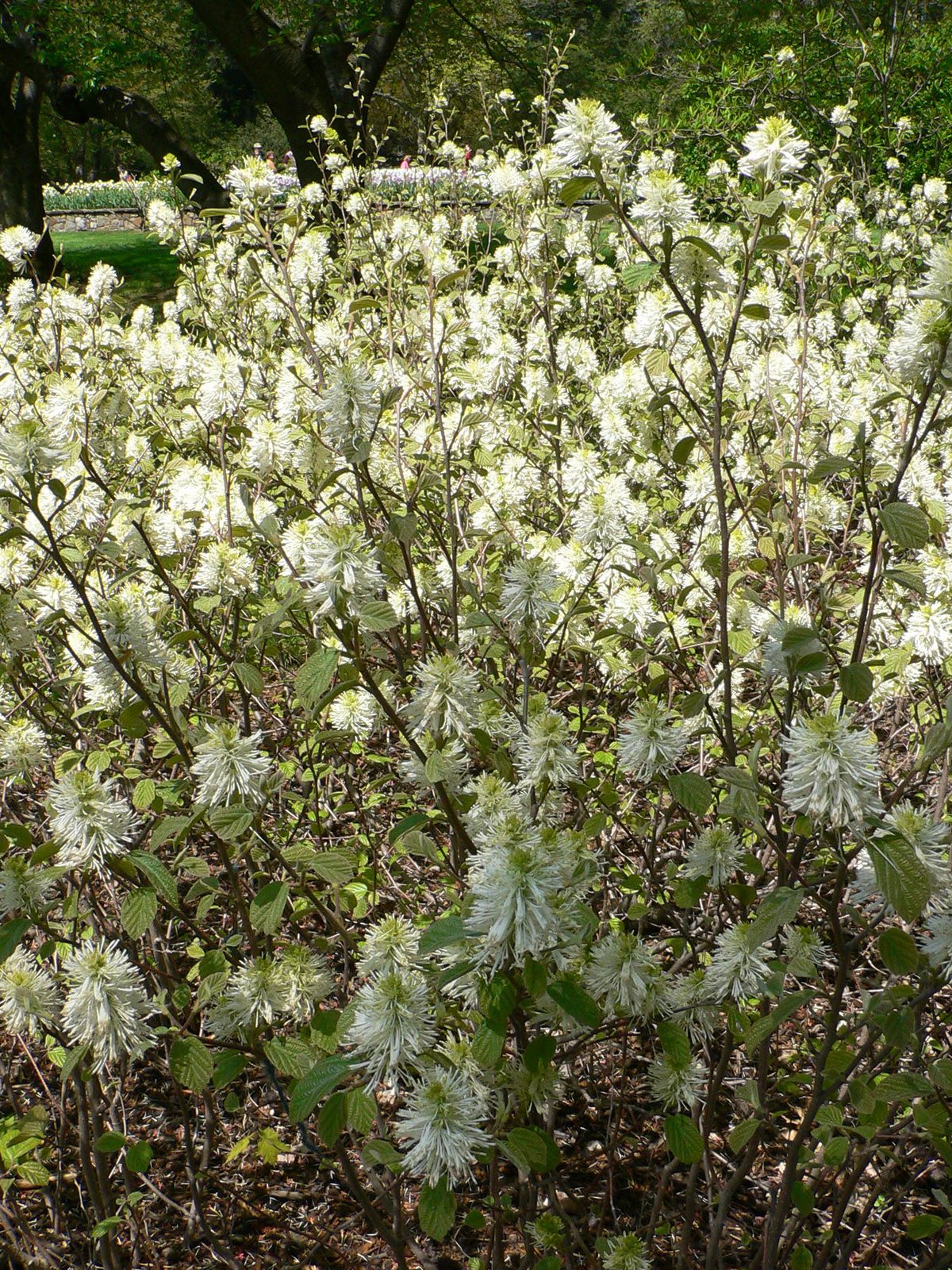 Fothergilla (Fothergilla spp.) plant