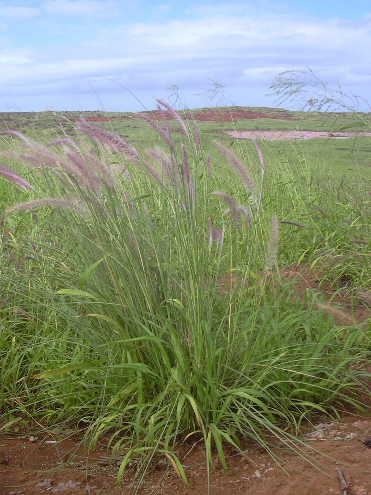 Fountain Grass (Cenchrus setaceus) plant