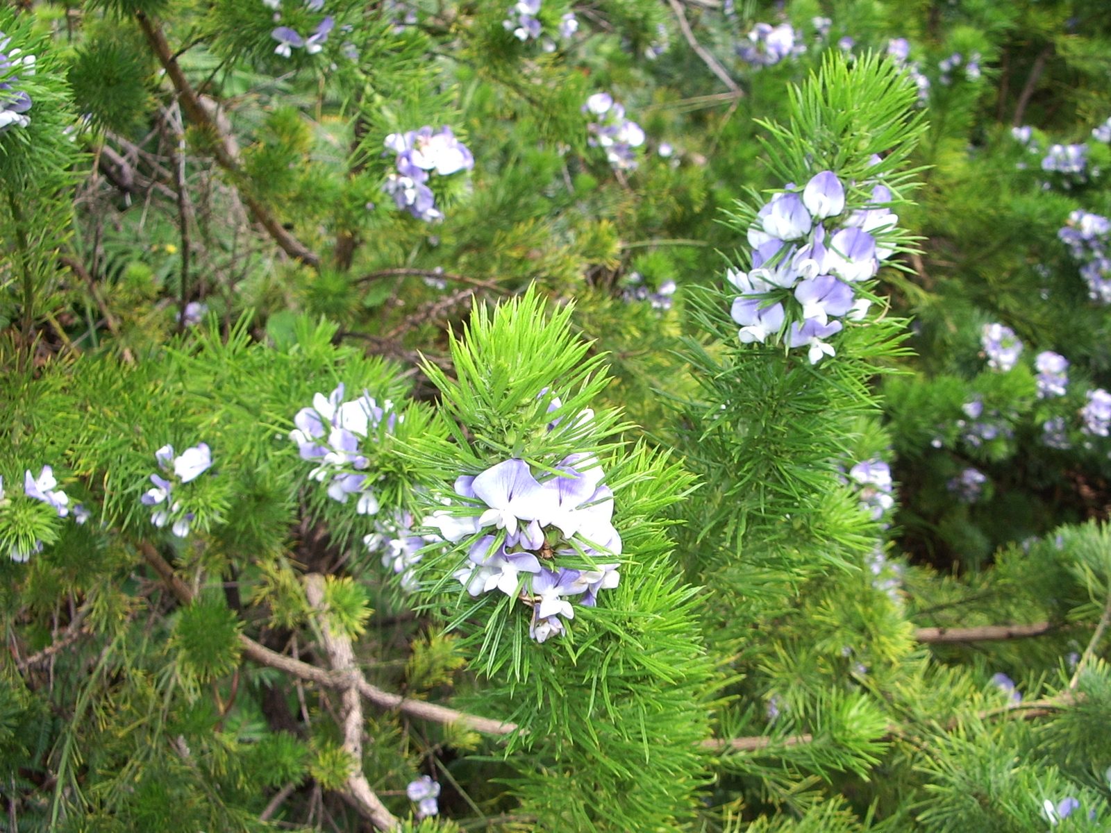 Fountainbush (Psoralea pinnata) plant