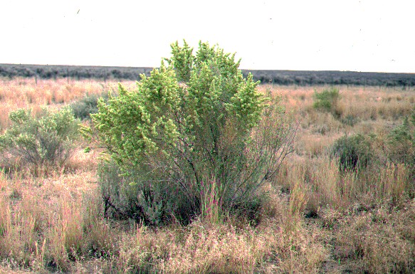 Four Wing Saltbush (Atriplex canescens) plant