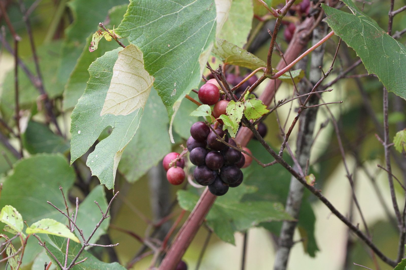 Fox Grape (Vitis labrusca) plant