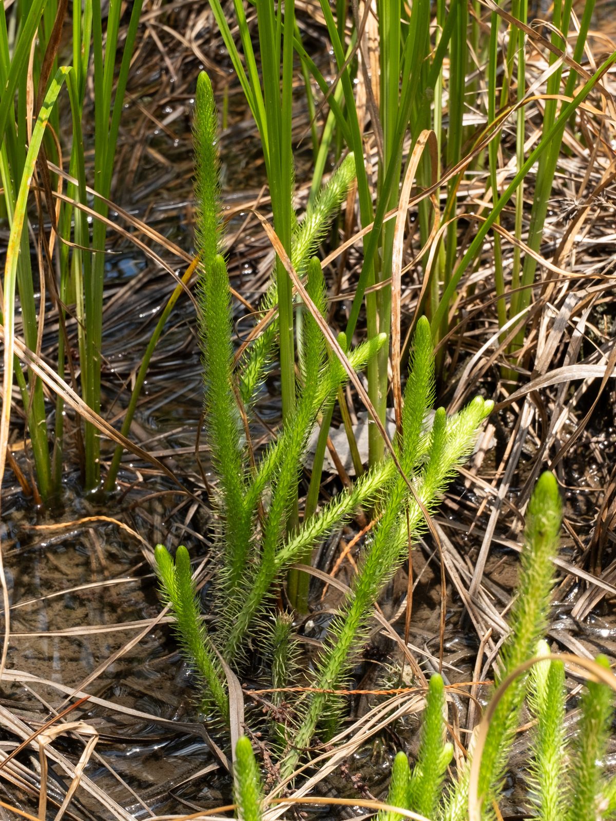 Foxtail Bog Clubmoss (Lycopodiella alopecuroides) plant — close-up photo