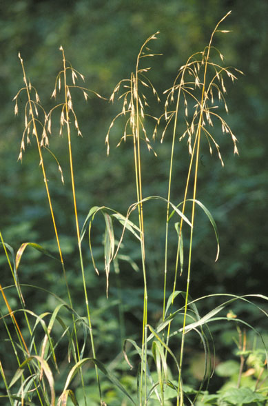Foxtail Brome (Bromus setaceus) plant