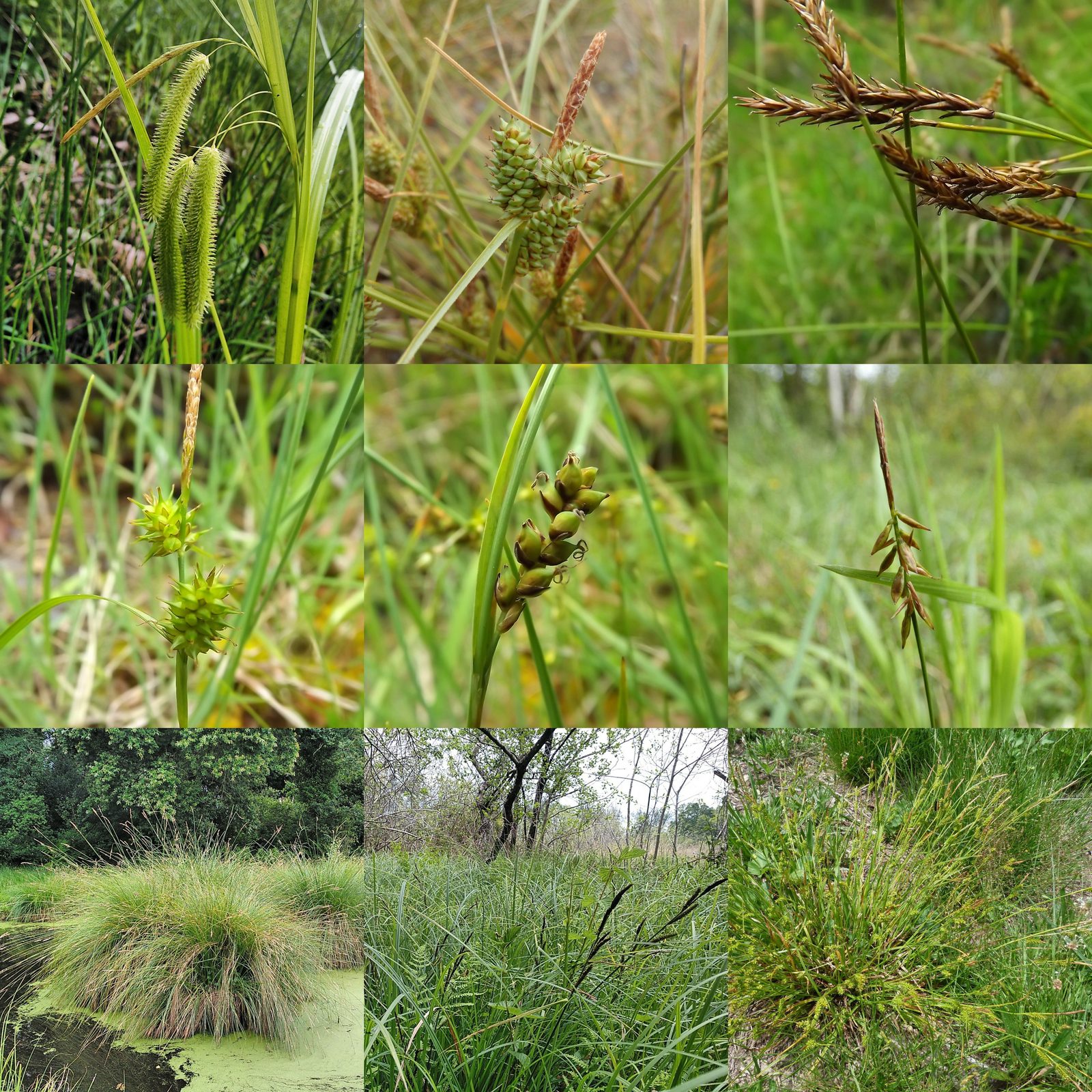 Foxtail Sedge (Carex alopecuroides) plant