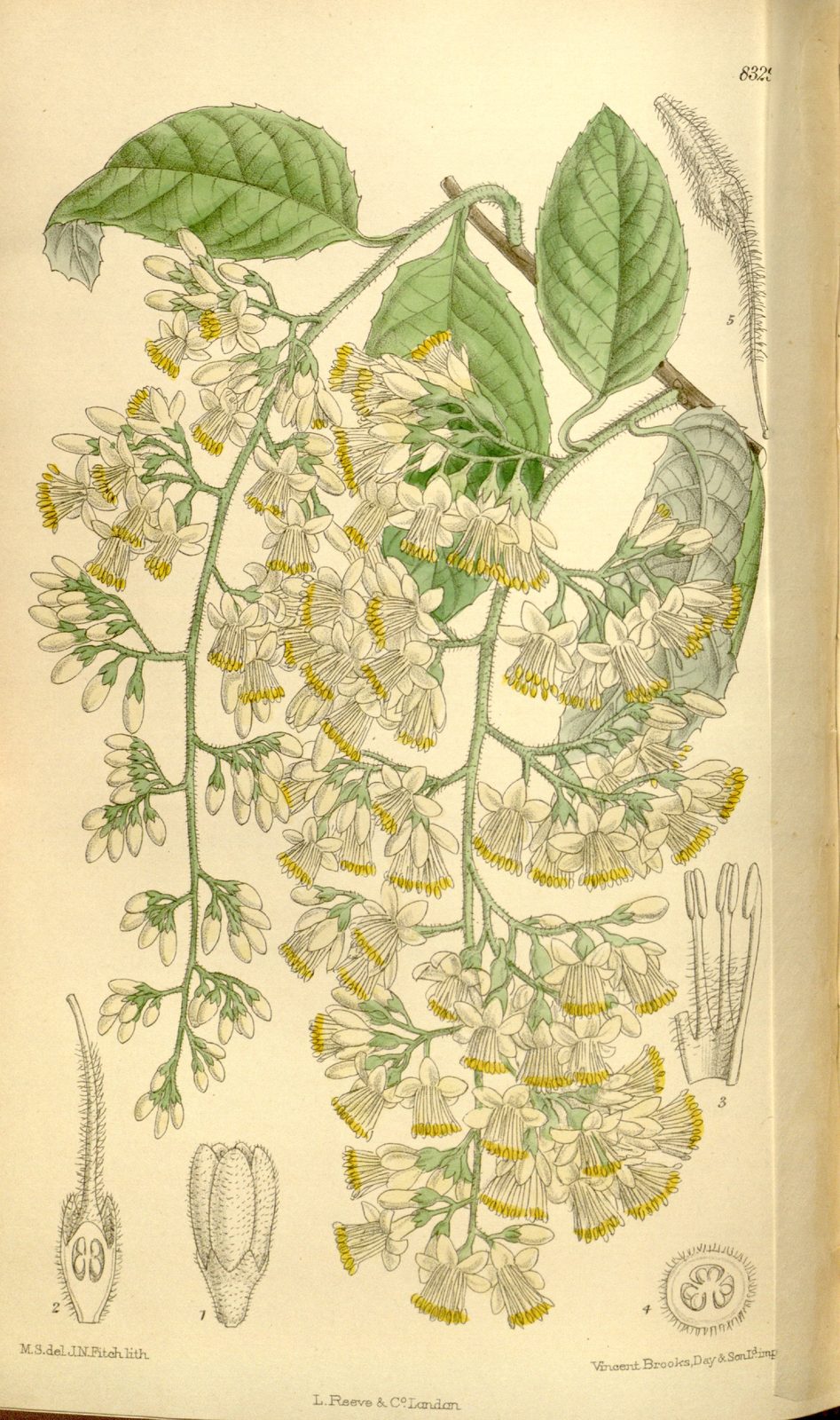 Fragrant Epaulette Tree (Pterostyrax hispidus) plant