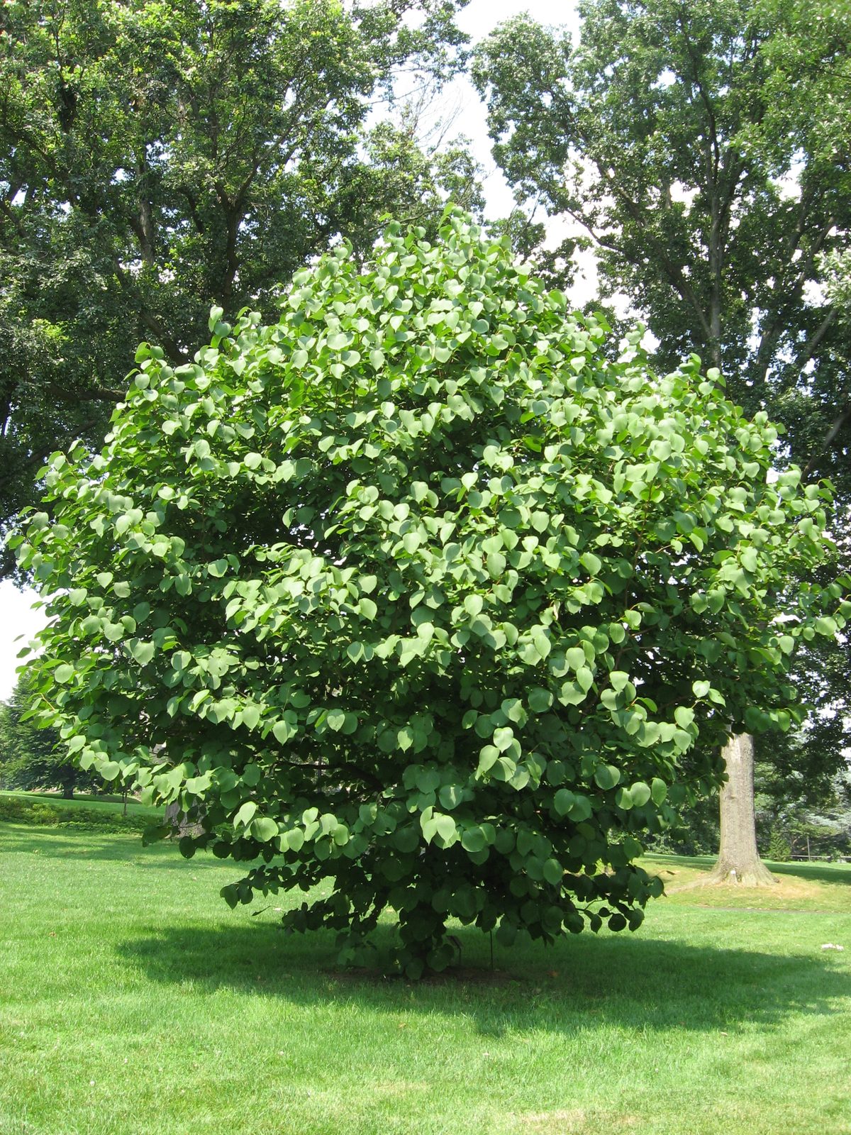 Fragrant Snowbell (Styrax obassia) plant
