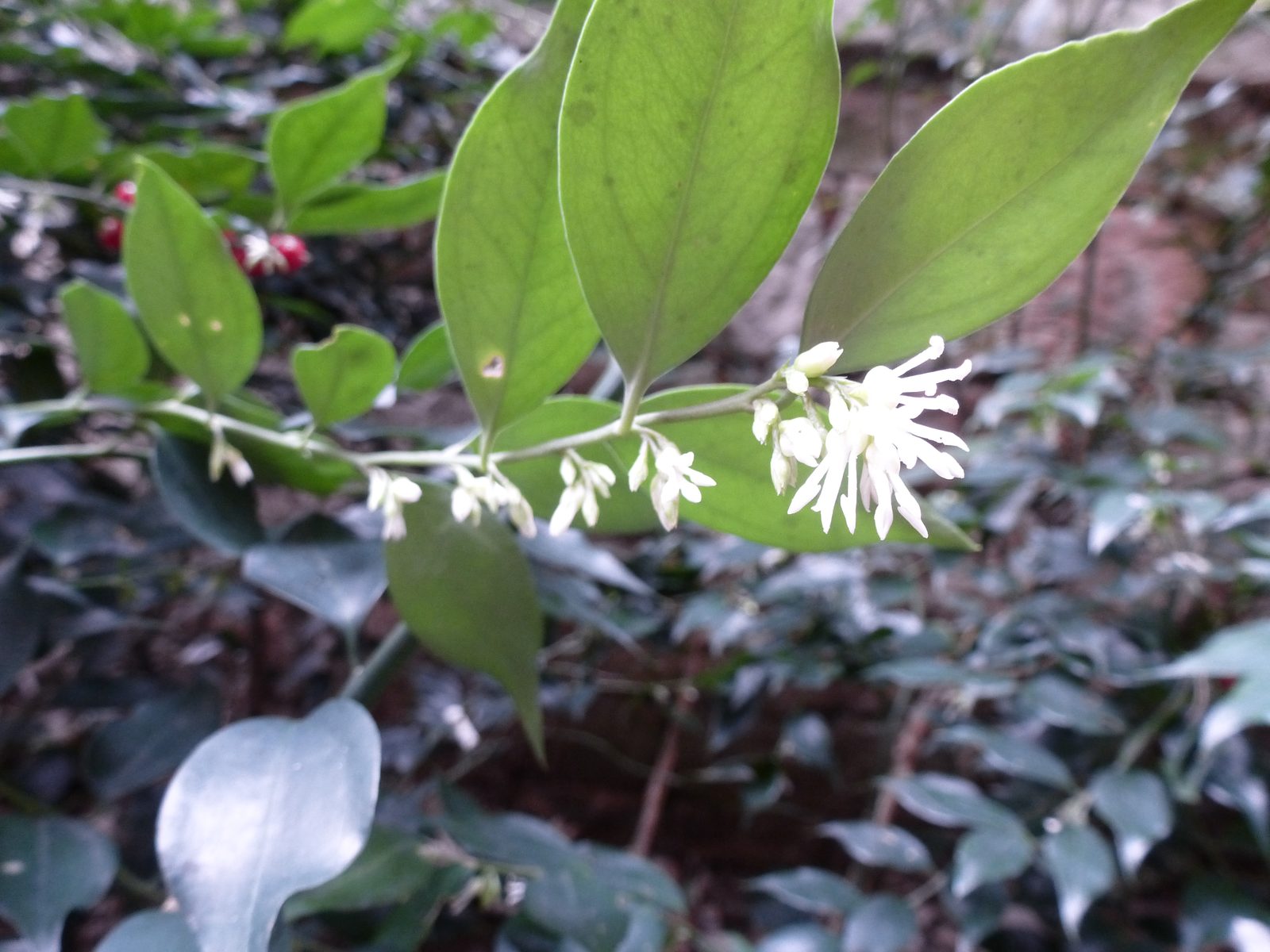 Fragrant Sweet Box (Sarcococca ruscifolia) plant