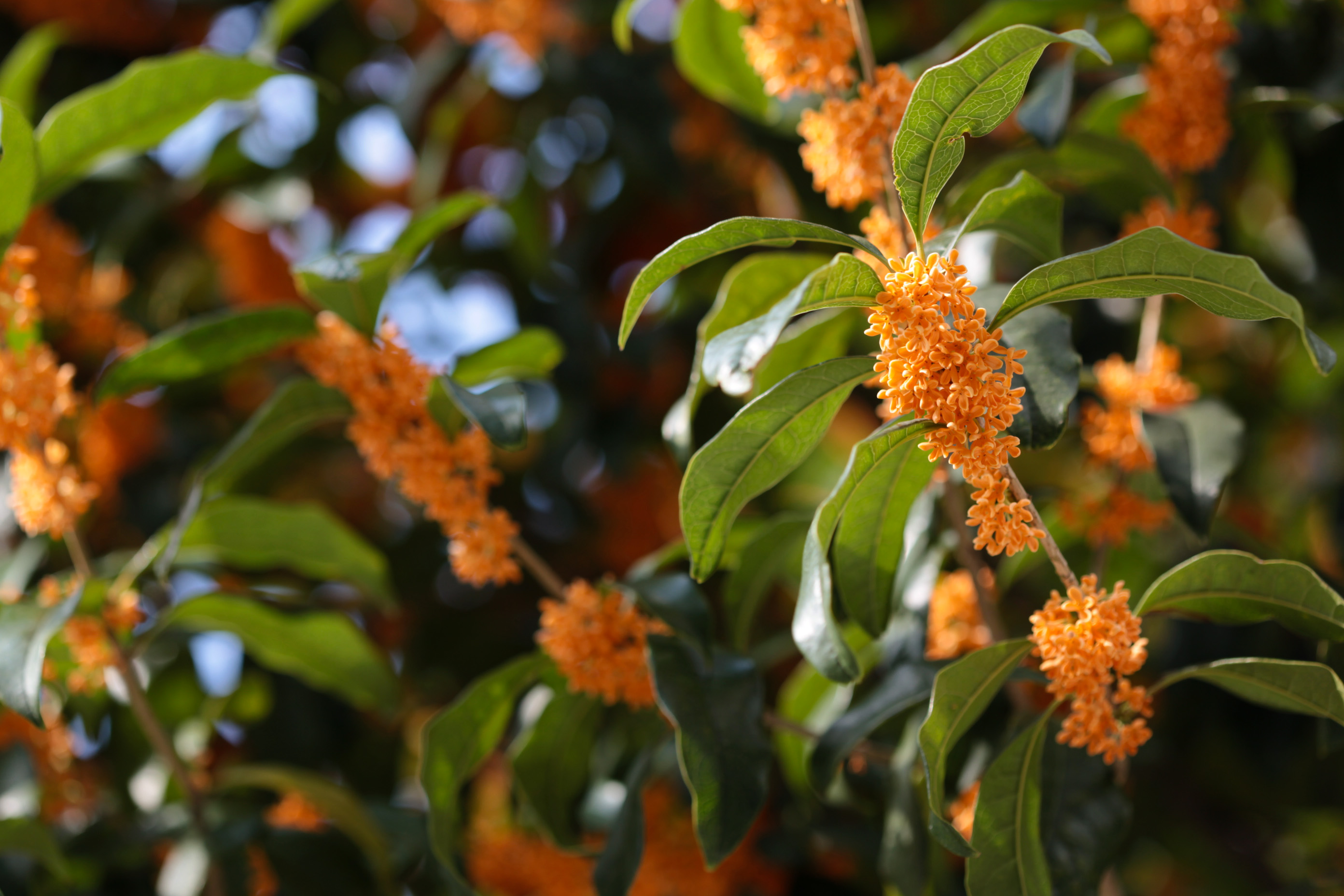 Fragrant Tea Olive (Osmanthus fragrans) plant