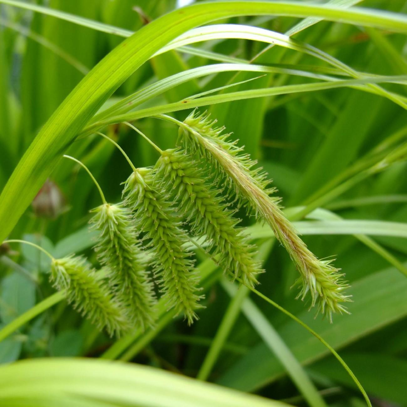 Frank's sedge (Carex frankii) plant — close-up photo